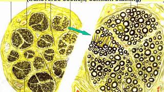 Introduction to Particular Histology Nerve system  1 Videolecture by Zimatkin 11 [upl. by Mayberry]