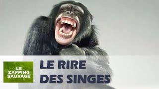 Le rire des singes  ZAPPING SAUVAGE 68 [upl. by Arimak339]