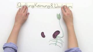 QUELLEN KEIMUNG WACHSTUM  Biologie  Biologie der Pflanzen und Pilze Mittelstufe [upl. by Hut971]