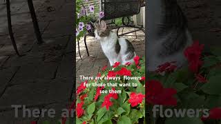 Abbey with the garden flowers [upl. by Adirem]