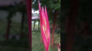 Heliconia Psittacorum🤗Parrot Flower [upl. by Gwyn]