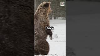 Why Bears Hibernate in Winter  The ultimate Survival Trick animalfacts animals animallover [upl. by Annecorinne]