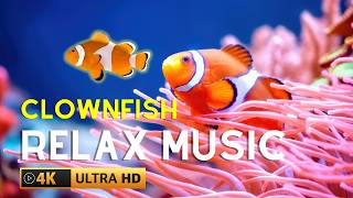 🟣4k Aquarium • Beautiful TROPICAL CLOWNFISH amp SEA ANEMONE • Relaxing Music [upl. by Ydnab]