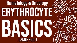 ErythrocyteRBC Basics HemeOnc  USMLE Step 1 [upl. by Ahcila596]