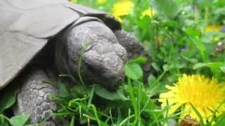 Pedro  The Marginated Tortoise  loves dandelion flowers  liebt Löwenzahnblüten [upl. by Aiht648]