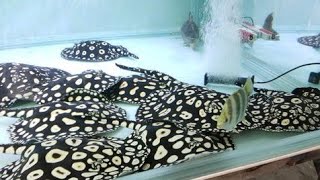 Freshwater Stingray Care And Feed In Tamil [upl. by Esirec]