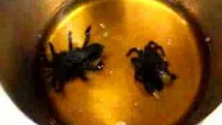 Tarantulas being basted in brandy [upl. by Safier464]