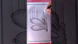 How To Draw Cycon Easy DiagramPorifera Diagram Drawing artshortsviral shortsvideo [upl. by Arvo679]