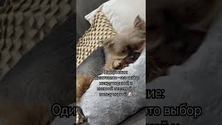 yorki рекомендации yorkie популярное прикол собаки yorkies топ pets yorkiebrity  залетит [upl. by Kerrie254]