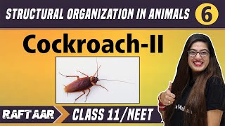 Structural Organization in Animals 06  CockroachII  Class 11NEET  RAFTAAR [upl. by Saideman]