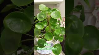 Pilea peperomioides plantasfelices plantasymasplantas jardineando shots [upl. by Oluas]