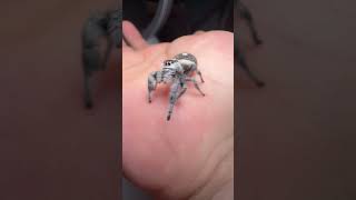 Cutest jumping spider pet  Invertebrate spider animals shorts reels phiddipus regius [upl. by Witt]