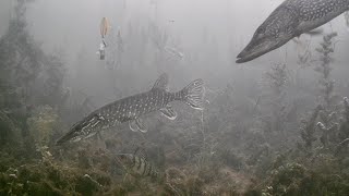 INSANE Underwater Footage Ice Fishing NORTHERN PIKE with 5 of DIAMONDS [upl. by Weihs51]