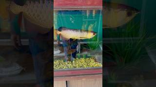 2 Lakh ka Arowana😱 arowana arowanafish fishvideo mollytank aquariumfish guppy monsterfish [upl. by Latif]