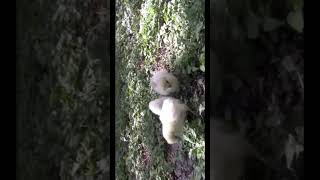 Adorable silkie chicks foraging chicken farming cute nature [upl. by Moreland]