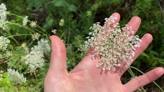 🥕Conociendo la zanahoria silvestre 🥕Daucus Carota  un video de herbolaria [upl. by Canotas]