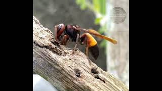 bhimrul  Vespa Affinis  lesser banded hornet  Common hornet cutting bamboo and making ball [upl. by Ynnus]