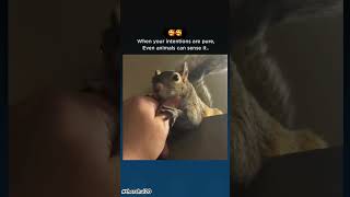 Love language😻♥️ animals love viralvideo diwali india loveanimals voiceless squirrel [upl. by Feld]