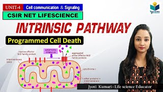 INTRINSIC PATHWAY OF APOPTOSIS Part3  CSIR NET  GATE  MSc  BSc [upl. by Elly]