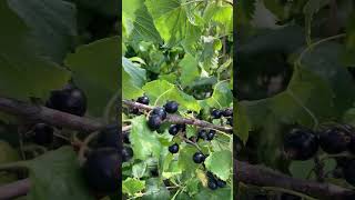 Blackcurrant Ribes nigrum [upl. by Trumann]