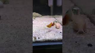 Platy Sunset platyfish ikanplaty ikanhias ikanhiasaquarium aquarium aquariumfish hobby hobi [upl. by Allrud225]