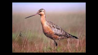 Was it Designed The BarTailed Godwits Navigational System [upl. by Johnathon]