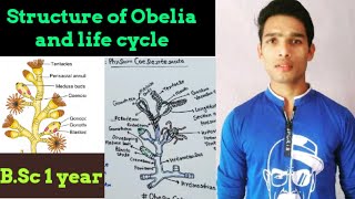 Structure of Obelia [upl. by Billye]