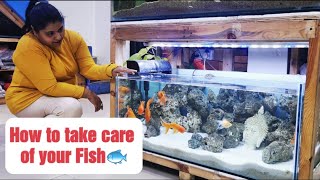 How to take care of a Gold fish The perfect guide  Blessings Aquarium [upl. by Oiraved]