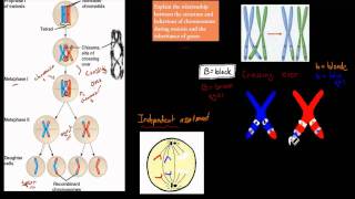 4 Chromosomes and Inheritance HSC biology [upl. by Vowel]