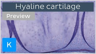 Hyaline cartilage slides and function preview  Human Histology  Kenhub [upl. by Kwan]