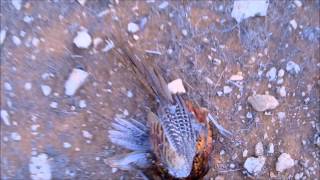 Drahthaar amp Kurzhaar hunting quails amp pheasant [upl. by Lateehs]