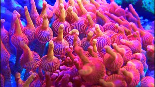 Bubble Tip Anemone Care [upl. by Staci469]