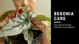 BEGONIA CARE  HOW TO GET RID OF FUNGUS ON YOUR PLANTS [upl. by Cazzie239]