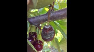 Manejo cultural y orgánico de la botrytis en cerezos [upl. by Ylhsa470]