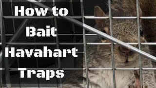 How to Bait Havahart Traps [upl. by Aisanahta589]