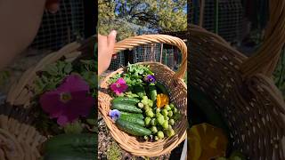 December harvest gardening autumngarden cottagegarden gardenharvest zone9b sunnycitygarden [upl. by Obie488]