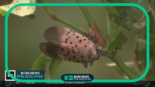 What kills spotted lanternflies Researchers making progress in getting invasive bug under control [upl. by Beasley40]