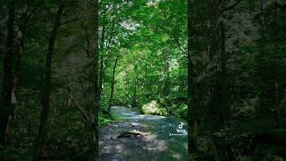 Oirase Stream in Towada Aomori 🌱 towada oirase aomori japan 十和田湖 奥入瀬渓流 銚子大滝 自然 夏景色 森 青森 [upl. by Khajeh]