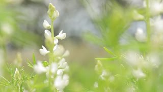 Vom Feld auf den Grill  die Vielfalt der Lupine [upl. by Geldens]