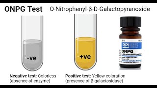 O Nitrophenyl β D Galactopyranoside ONPG Test [upl. by Ramed]