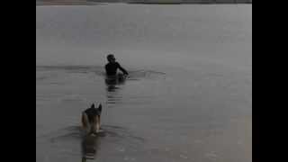 Advanced Degenerative Myelopathy Swim Therapy [upl. by Hnoj233]