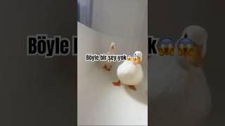 Peşimizi gene bırakmadı 😂🙂‍↕️ eğlence [upl. by Neeliak]