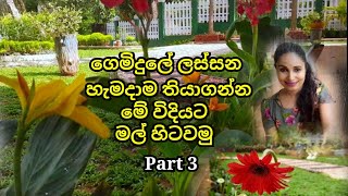 How to select and plant flowers in a home Garden  Home Garden Tour  Srilankan Gardens 2021 [upl. by Eimar389]