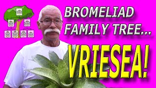 Bromeliad Family Tree Vriesea [upl. by Moishe]