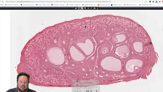 Histology 101 Twitch Live Stream  Histology of the Ovary Oogenesis amp Folliculogenesis [upl. by Atrim]