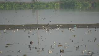 Greyheaded lapwing Vanellus cinereus and other waders [upl. by Ahsekram]