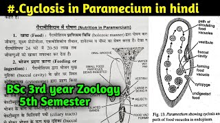 Nutrition in Paramecium  Cyclosis in Paramecium  BSc 3rd year Zoology 5th Semester [upl. by Stovall264]