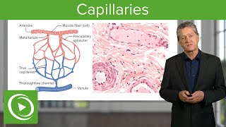 Capillaries Overview amp Definition – Histology  Lecturio [upl. by Dwan]