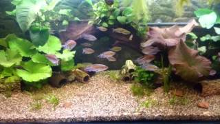 Congo Tetras Phenacogrammus interruptus [upl. by Erdnaek193]