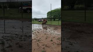 Sychronized Horse Play  a mini pony and its shadow [upl. by Misha]